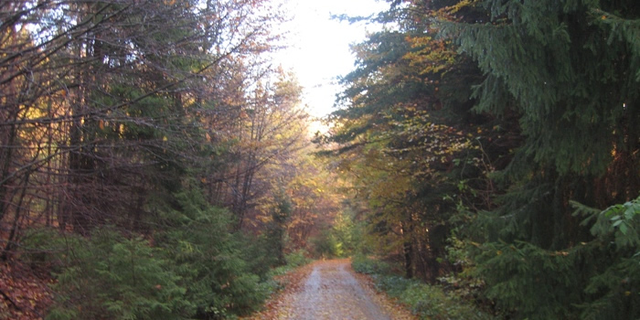 The road during the autumn